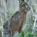 Brown hare sitting very close after sunset. March Suffolk. Lepus europaeus