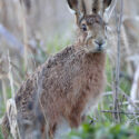 Brown hare sitting and looking after sunset. March Suffolk. Lepus europaeus