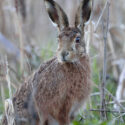Brown hare sitting and looking close after sunset. March Suffolk. Lepus europaeus