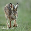 Brown hare running up close after sunset. March Suffolk. Lepus europaeus