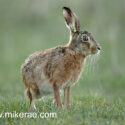 Brown hare sitting up close after sunset. March Suffolk. Lepus europaeus