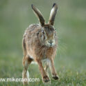 Brown hare jumping up close after sunset. March Suffolk. Lepus europaeus