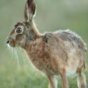 Brown hare paused up close after sunset. March Suffolk. Lepus europaeus
