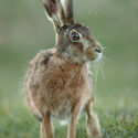 Brown hare looking up close after sunset. March Suffolk. Lepus europaeus