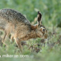 Brown hare running in rape up close after sunset. March Suffolk. Lepus europaeus