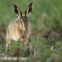 Brown hare running forward in rape after sunset. March Suffolk. Lepus europaeus