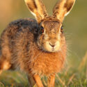 Brown hare looking forward at sunrise. March Suffolk. Lepus europaeus