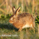 Brown hare in old growth at sunrise. March Suffolk. Lepus europaeus
