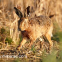 Brown hare running in old growth at sunrise. March Suffolk. Lepus europaeus