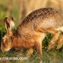 Brown hare bouncing in old growth at sunrise. March Suffolk. Lepus europaeus