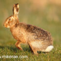 Brown hare sitting on grass at sunrise. March Suffolk. Lepus europaeus
