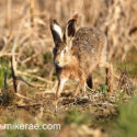 Brown hare running in old growth at sunrise. March Suffolk. Lepus europaeus