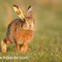 Brown hare dead grass stem at sunrise. March Suffolk. Lepus europaeus