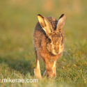 Brown hare low run at sunrise. March Suffolk. Lepus europaeus