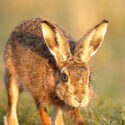 Brown hare close and low at sunrise. March Suffolk. Lepus europaeus