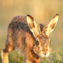 Brown hare close and low walk at sunrise. March Suffolk. Lepus europaeus