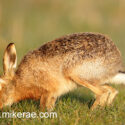 Brown hare eating grass at sunrise. March Suffolk. Lepus europaeus