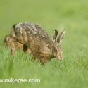 Brown hare jumping from hedge at sunrise. May Suffolk. Lepus europaeus