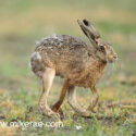 Brown hare running on low field at sunrise. May Suffolk. Lepus europaeus
