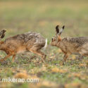 Brown hare pair running on low field at sunrise. May Suffolk. Lepus europaeus