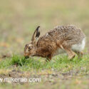 Brown hare eating on low field at sunrise. May Suffolk. Lepus europaeus