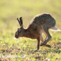 Brown hare running past in evening sun. May Suffolk. Lepus europaeus