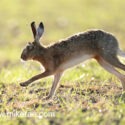 Brown hare running past with flies in evening sun. May Suffolk. Lepus europaeus