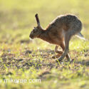 Brown hare running past high in evening sun. May Suffolk. Lepus europaeus