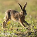Brown hare leveret running past in evening sun. May Suffolk. Lepus europaeus