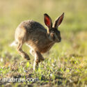 Brown hare leveret running past looking in evening sun. May Suffolk. Lepus europaeus