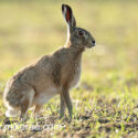 Brown hare sitting tall in evening sun. May Suffolk. Lepus europaeus
