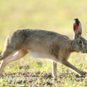 Brown hare striding past in evening sun. May Suffolk. Lepus europaeus