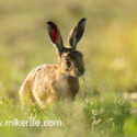 Brown hare eating through rape flowers in evening sun. May Suffolk. Lepus europaeus