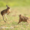 Brown hare pair up and down at sunrise. May Suffolk. Lepus europaeus
