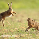 Brown hare pair jump and down at sunrise. May Suffolk. Lepus europaeus
