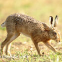 Brown hare walking past close at sunrise. May Suffolk. Lepus europaeus