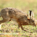 Brown hare walking past close and low at sunrise. May Suffolk. Lepus europaeus