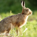 Brown hare looking at sunrise. May Suffolk. Lepus europaeus