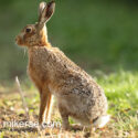 Brown hare looking away at sunrise. May Suffolk. Lepus europaeus