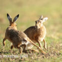 Brown hare pair spinning at sunrise. May Suffolk. Lepus europaeus
