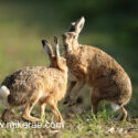 Brown hare pair face off at sunrise. May Suffolk. Lepus europaeus