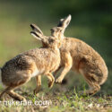 Brown hare pair bouncing up at sunrise. May Suffolk. Lepus europaeus