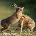 Brown hare pair bouncing high up at sunrise. May Suffolk. Lepus europaeus