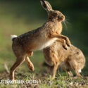 Brown hare pair jumping high up at sunrise. May Suffolk. Lepus europaeus