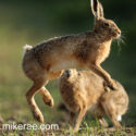 Brown hare pair jump at sunrise. May Suffolk. Lepus europaeus