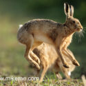Brown hare pair high jump at sunrise. May Suffolk. Lepus europaeus