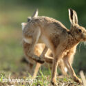 Brown hare pair jumping past up at sunrise. May Suffolk. Lepus europaeus