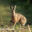 Brown hare paused to look at sunrise. May Suffolk. Lepus europaeus