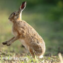 Brown hare sitting feet up at sunrise. May Suffolk. Lepus europaeus