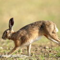 Brown hare running back at sunrise. May Suffolk. Lepus europaeus